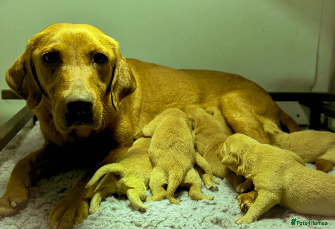 Labrador Retriever dogs for sale: Top Deep Red Quality Labrador JC Puppies KC Reg  - Advert 1