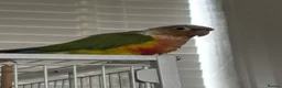 Conures birds for sale: Semi-Tame Conure - Advert 9