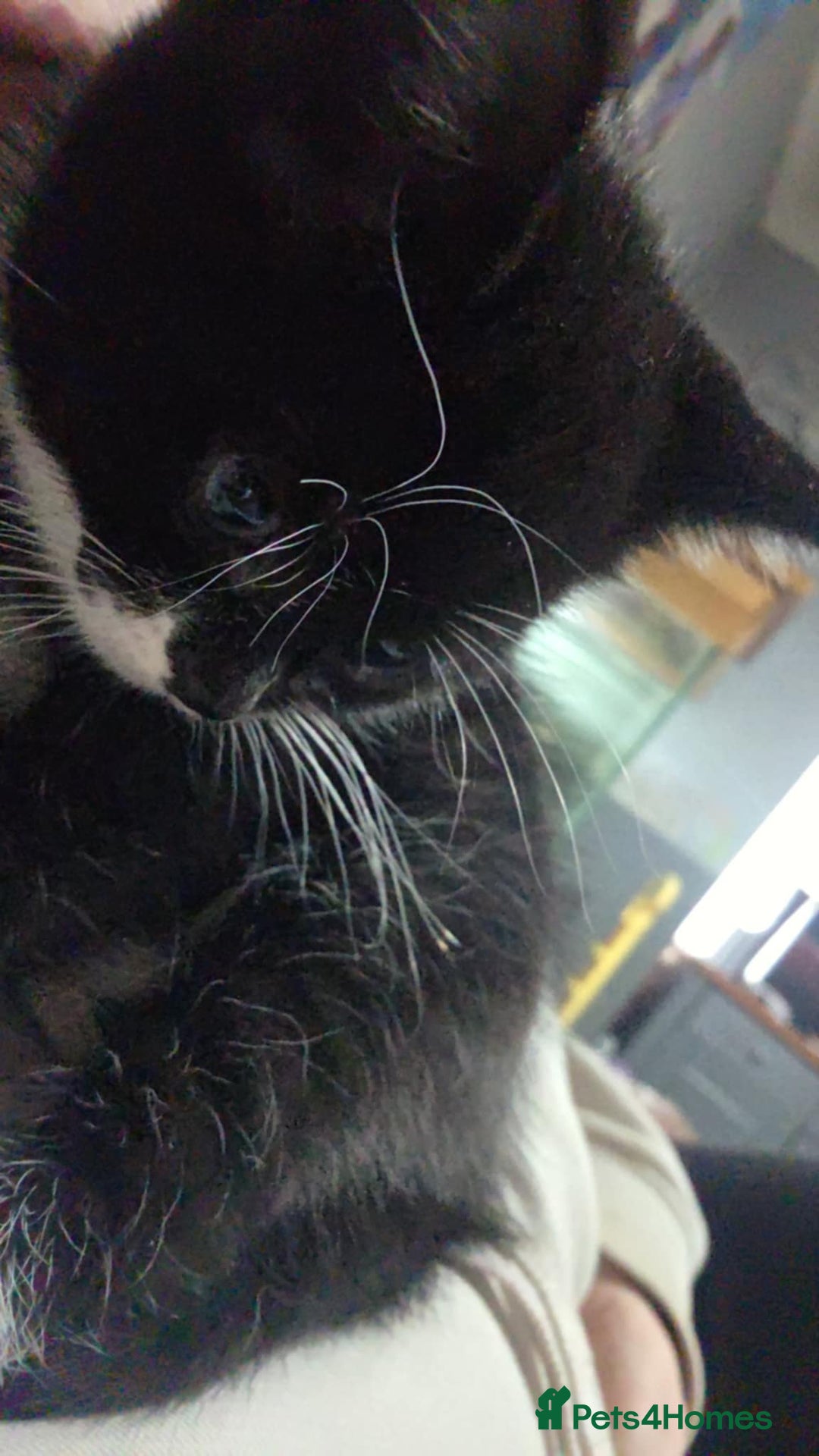 Mixed Breed cats for sale: 3 kittens available  - Advert 4