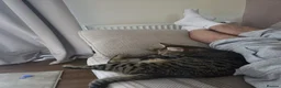 Mixed Breed cats for sale: 4 adorable, cuddly kittens  - Advert 2