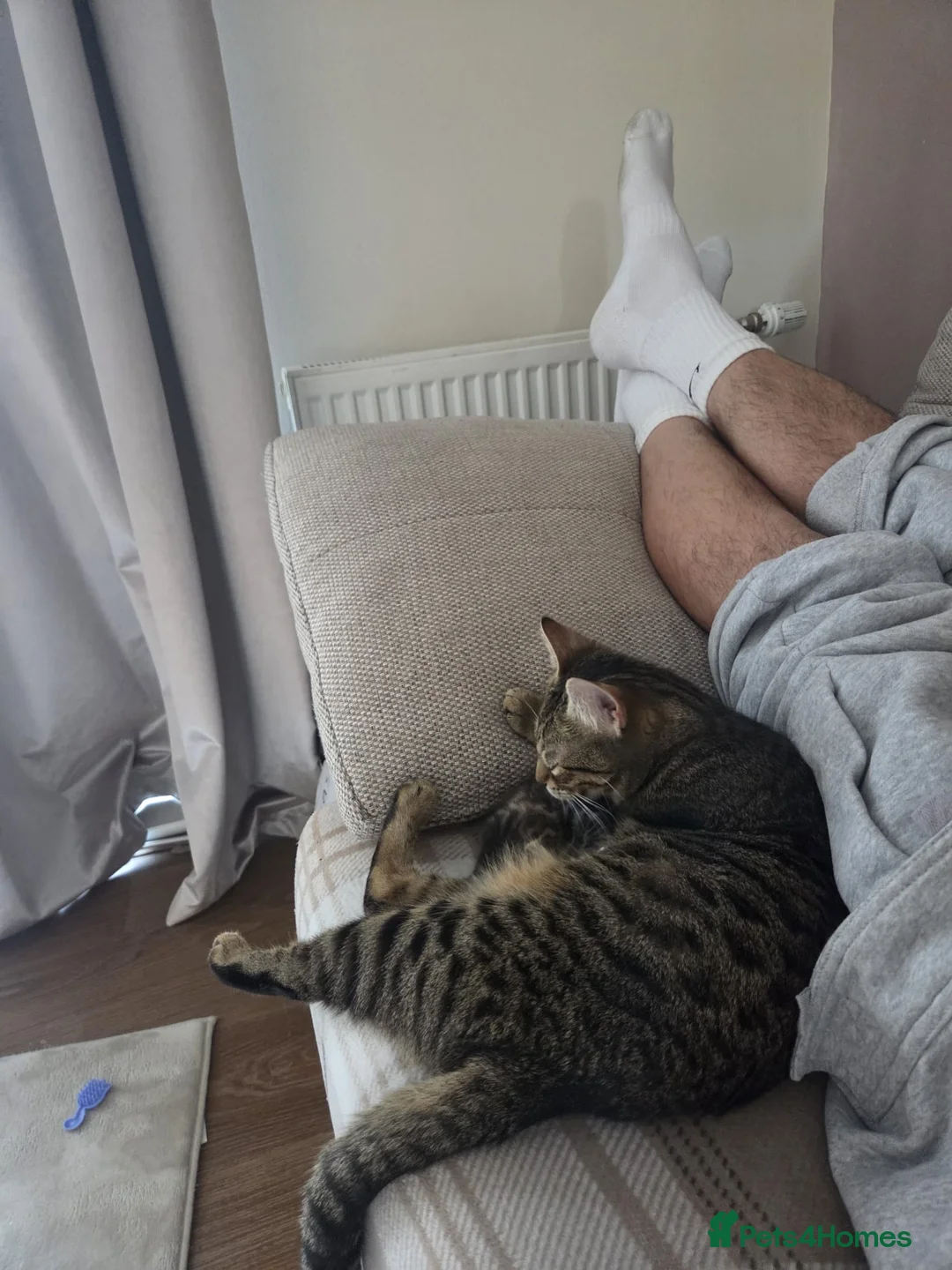 Mixed Breed cats for sale: 4 adorable, cuddly kittens  - Advert 2