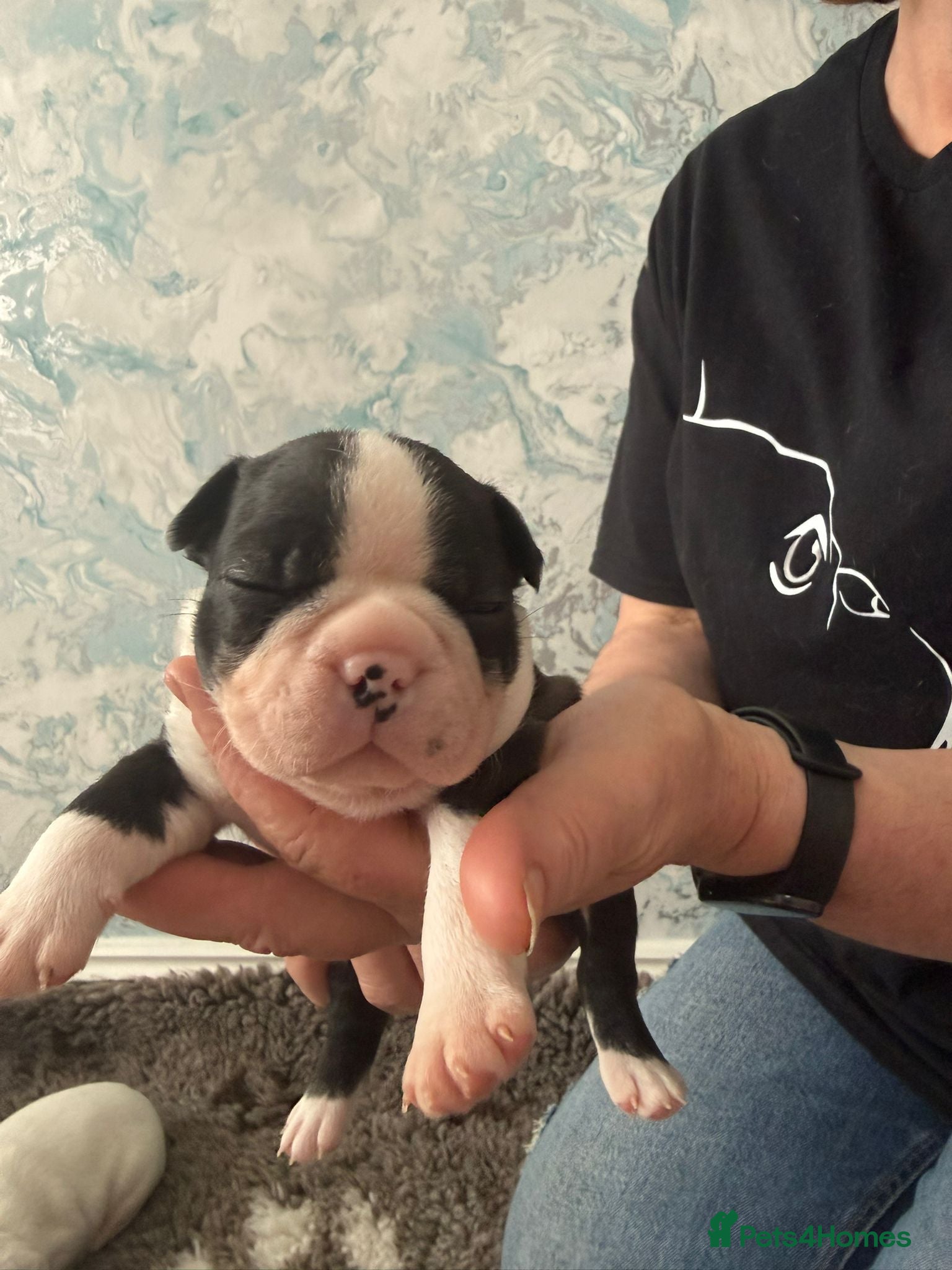 Boston Terrier dogs Stunning Boston Terriers Boys.  - Advert 11