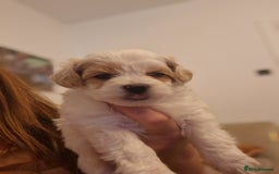 Maltipoo dogs for sale: Minnies maltipoos  - Image 17