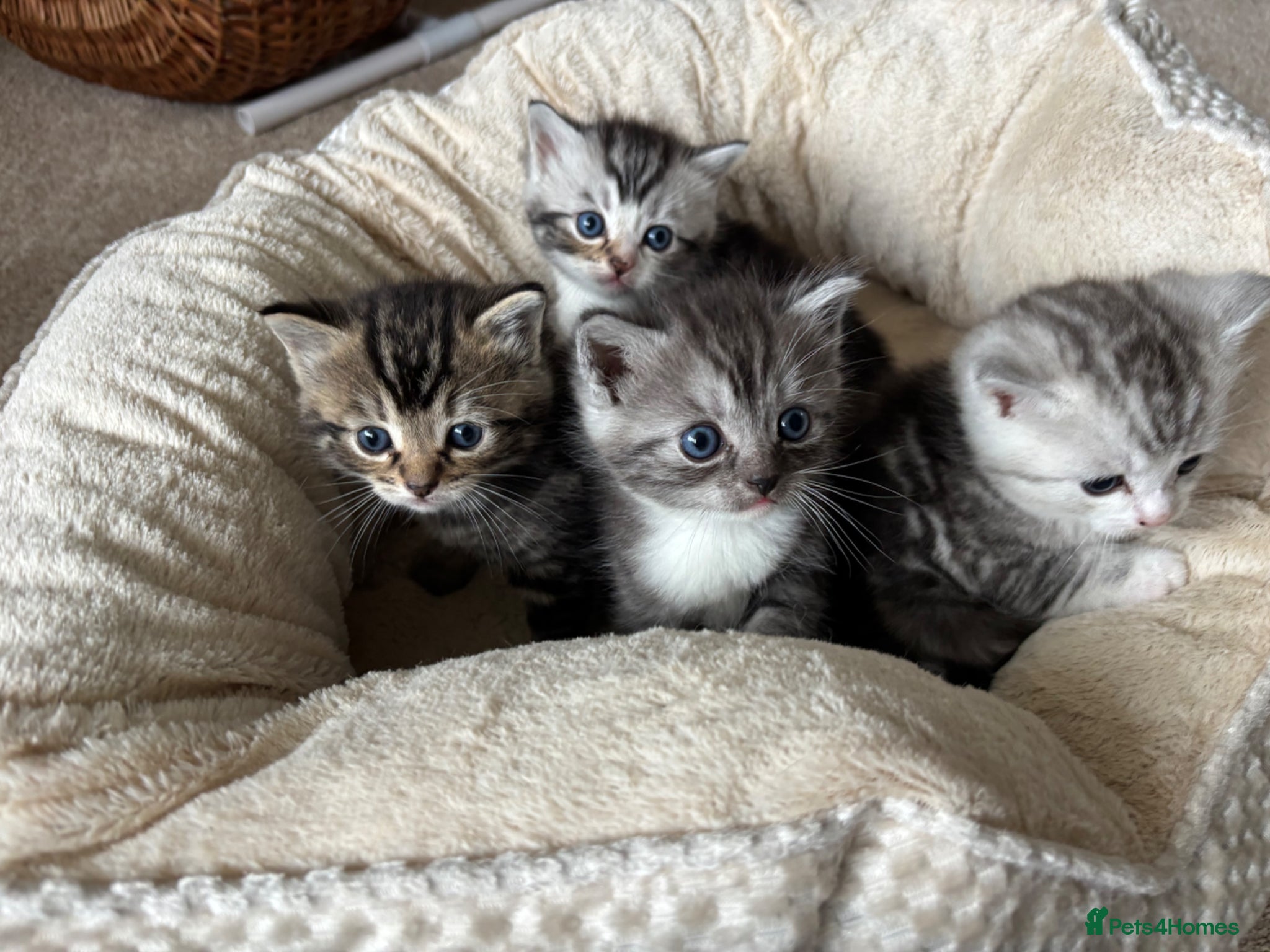Ragdoll cats for sale: Gorgeous kittens!! - Advert 7