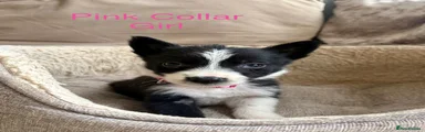 Border Collie Puppy 5 pink collar