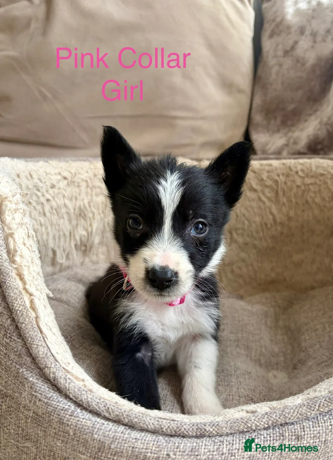 Border Collie dogs for sale: Border Collie Puppies Slate Blue & traditional. - Advert 10