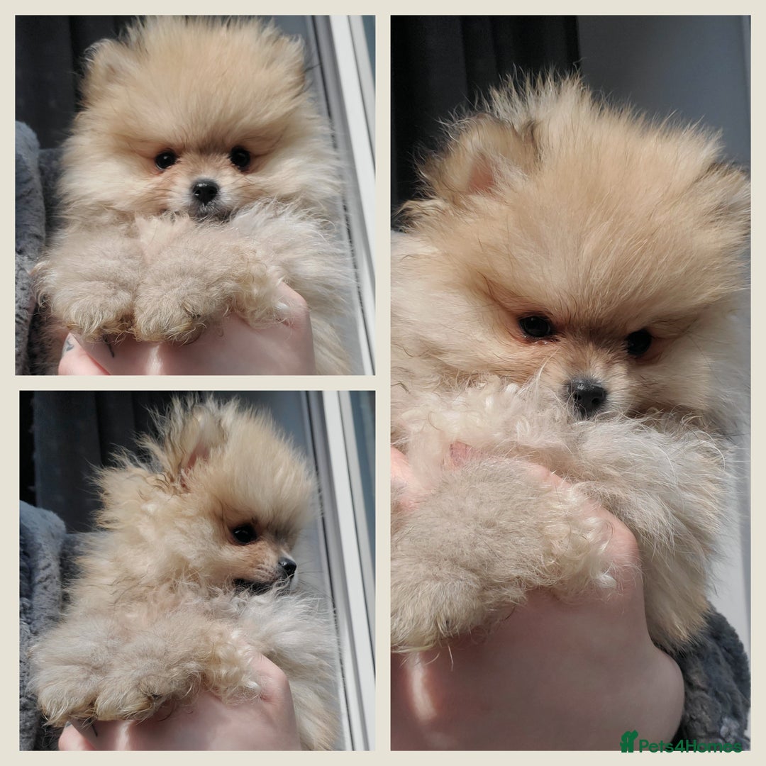 Pomeranian dogs for stud: Kc Pomeranian For Stud Duties - Advert 22