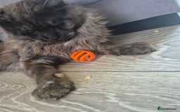 Maine Coon cats for stud: Tica Active Registered Black Smoke MaineCoon Stud in Heckmondwike - Image 11