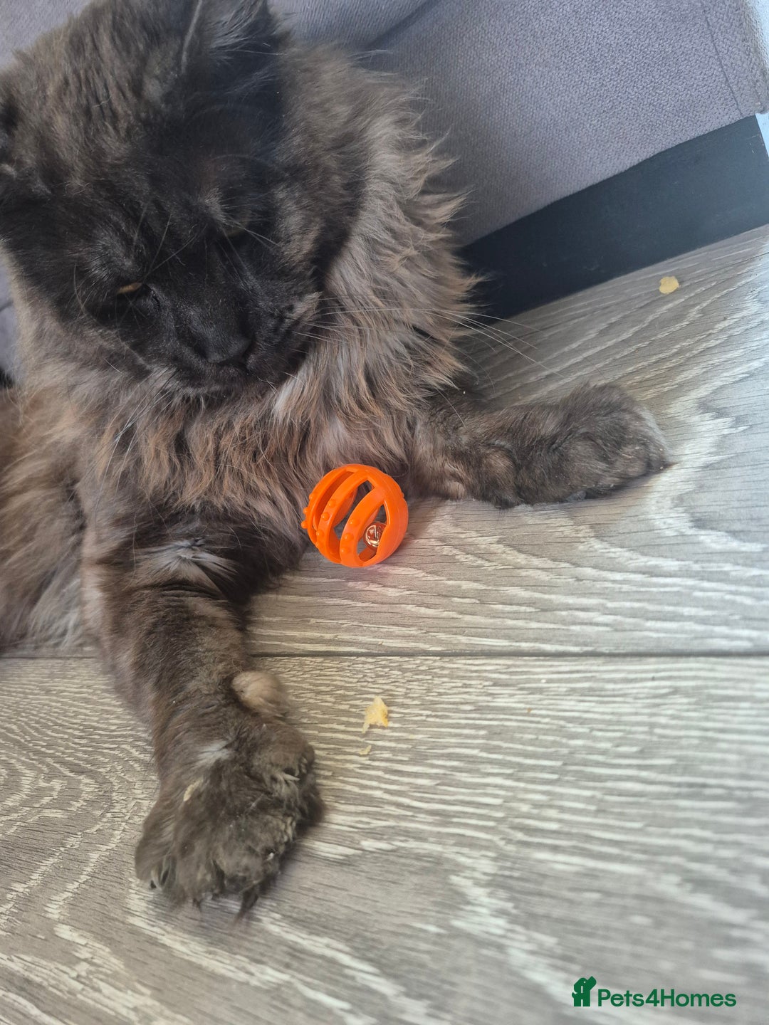 Maine Coon cats for stud: Tica Active Registered Black Smoke MaineCoon Stud in Heckmondwike - Image 11