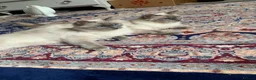 Ragdoll cats for sale: 2 Female ragdoll cats and 3 kittens-relisted - Advert 3