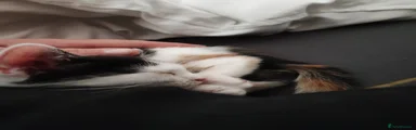 Dora