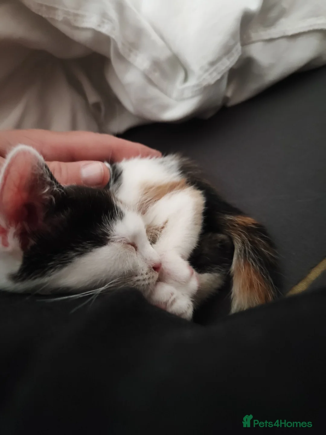 Mixed Breed cats for sale: Dora explorer looking for her forever home  - Advert 1