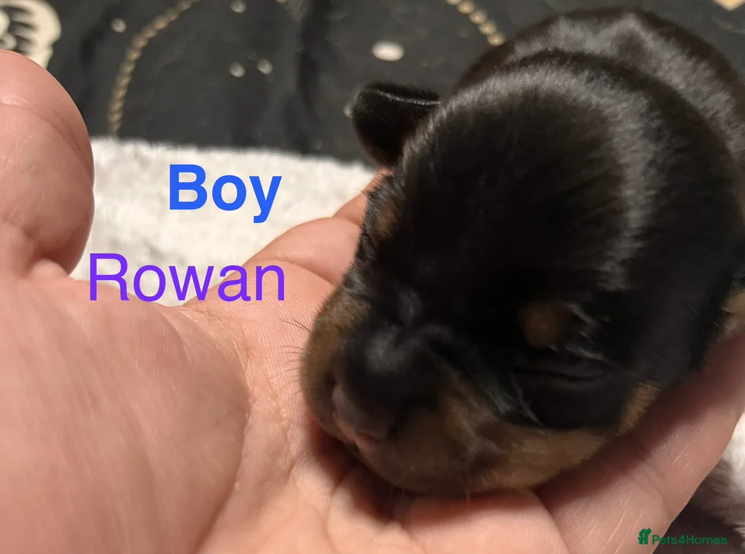 Mixed Breed dogs for sale: Stunning daxi cross pups  in Harleston - Advert 2
