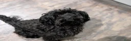 Mixed Breed dogs for sale: 🐾💕 GORGEOUS CAVAPOO × COCKAPOO PUPPIES  💕🐾 - Advert 5