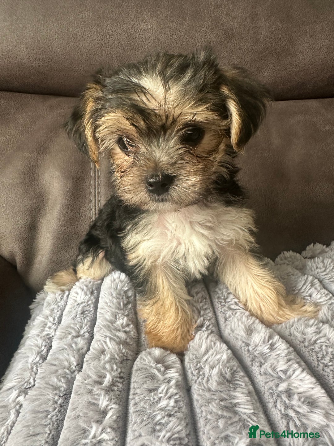 Morkie dogs for sale: Morkie Pups - Image 4
