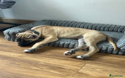 Presa Canario dogs for sale: Presa Canario Puppy  - Image 4