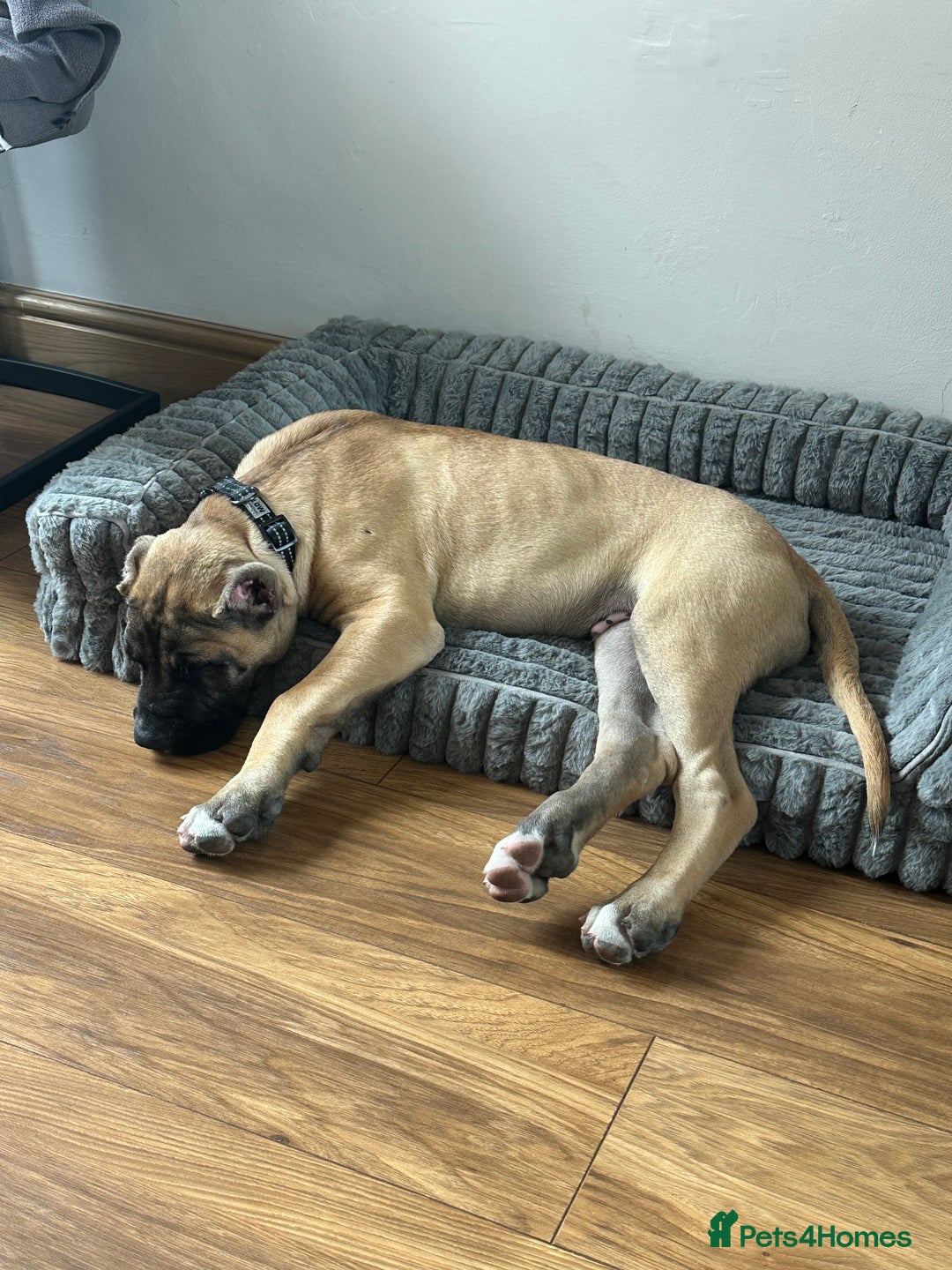 Presa Canario dogs for sale: Presa Canario Puppy  - Image 4