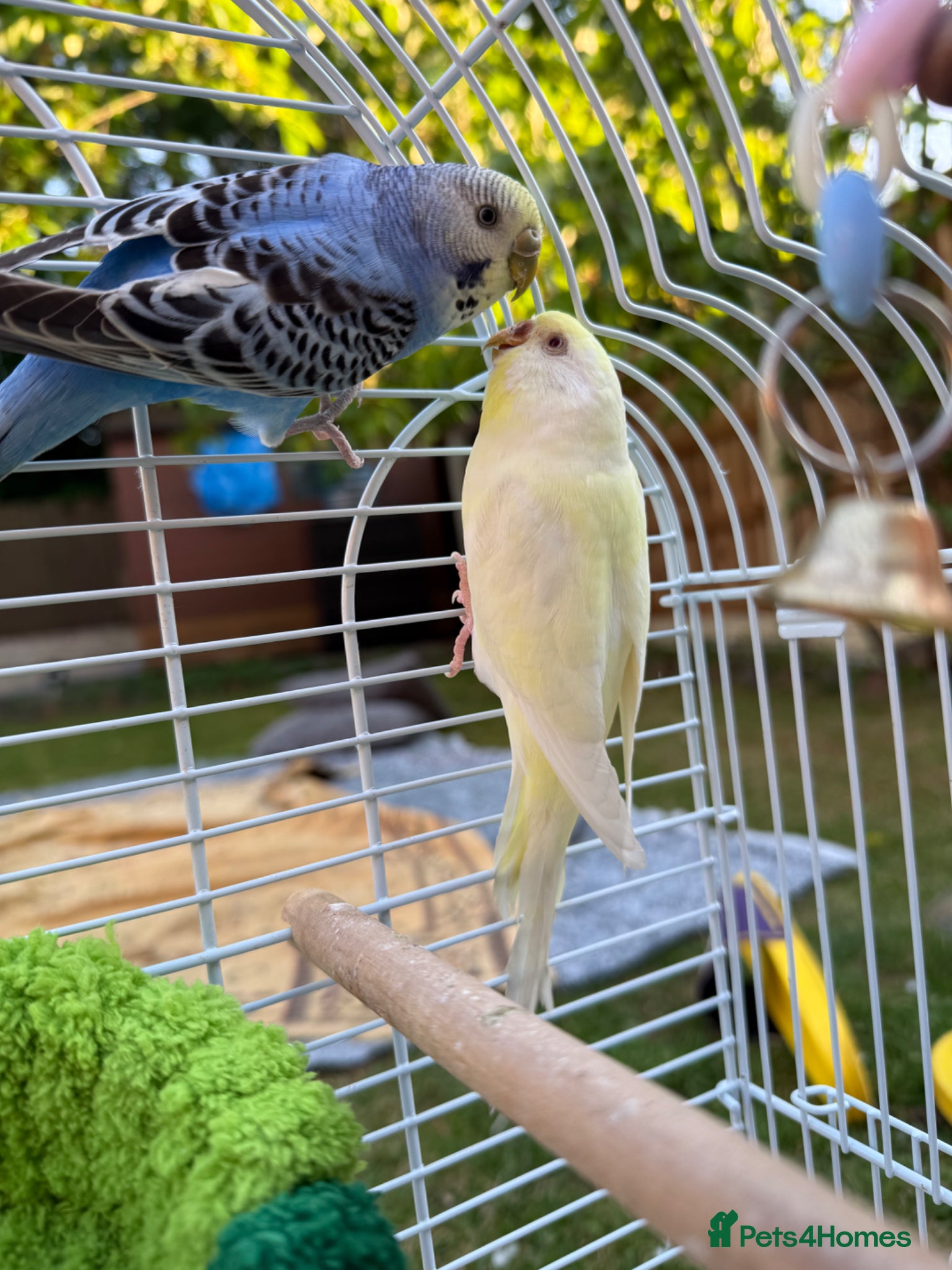 Budgerigars birds Pair of Budgies - Advert 1