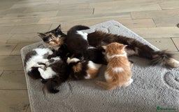Mixed Breed cats for sale: 5 beautiful fluffy kittens  - Image 12