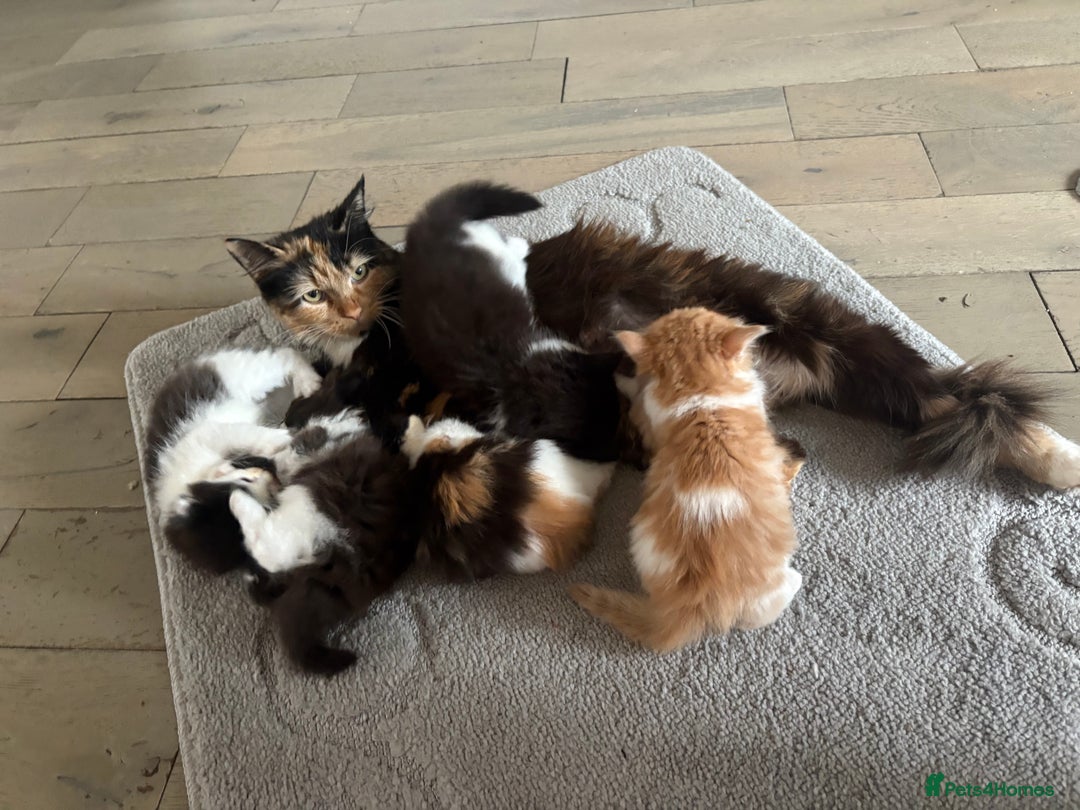 Mixed Breed cats for sale: 5 beautiful fluffy kittens  - Image 12