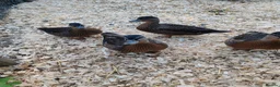 Ducks poultry for sale: Mallard call ducks  - Advert 1