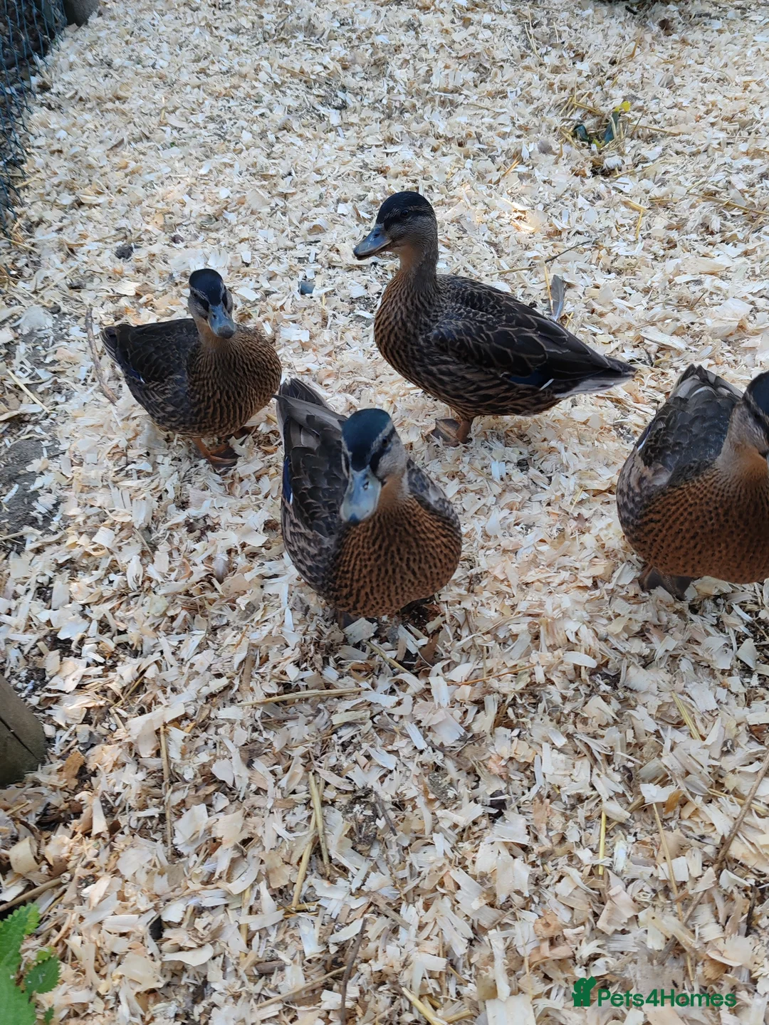 Ducks poultry for sale: Mallard call ducks  - Advert 1