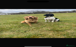 Mixed Breed dogs for sale: Sprockerdor puppies for sale  - Advert 5