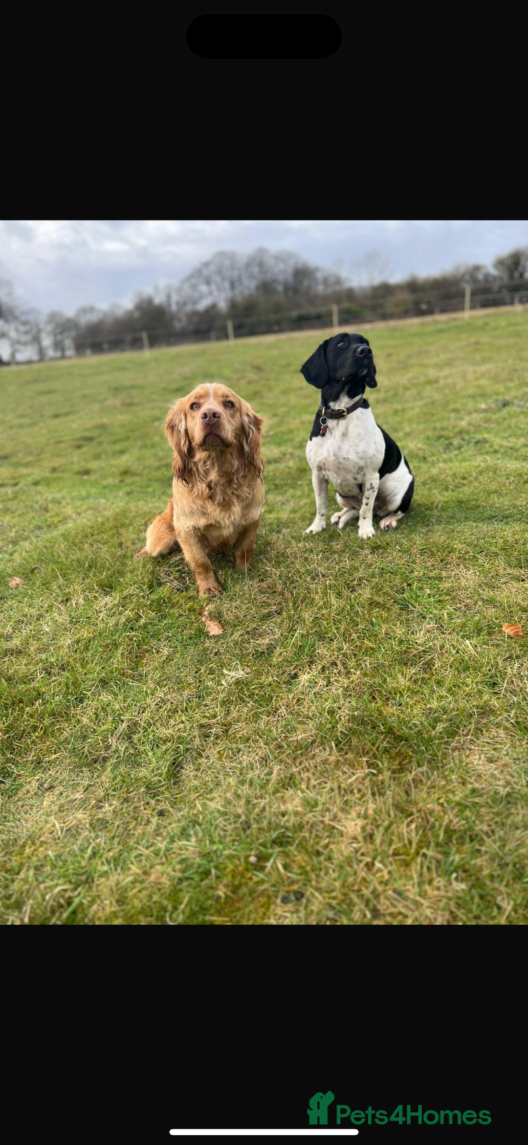 Mixed Breed dogs for sale: Sprockerdor puppies for sale  - Advert 5