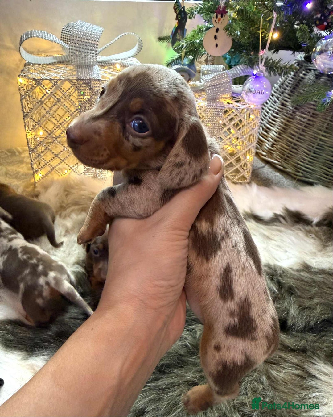 Miniature Dachshund dogs for sale: Miniature Daschunds Pra Clear  - Advert 9