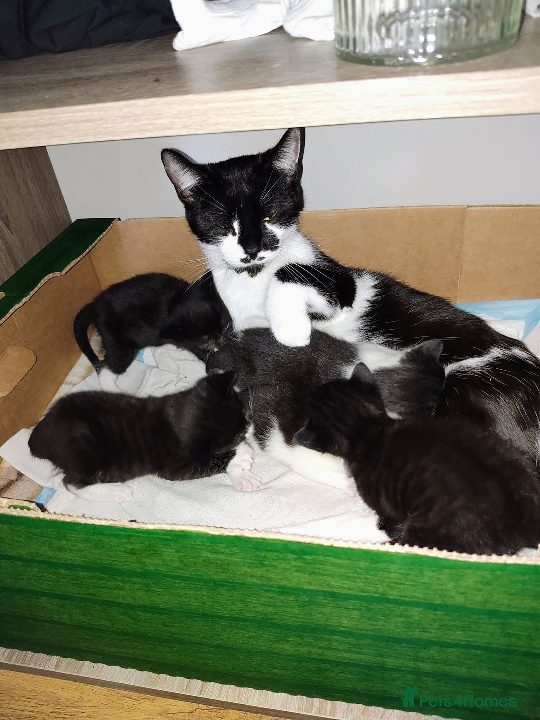 Mixed Breed cats for sale: 5 lovely kittens available  - Image 18