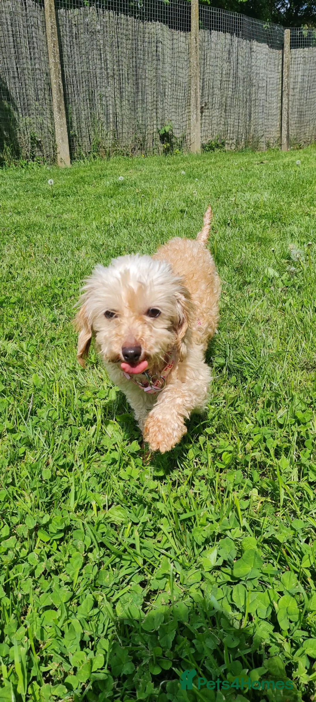 Miniature Poodle dogs for adoption: Tia   - Advert 6