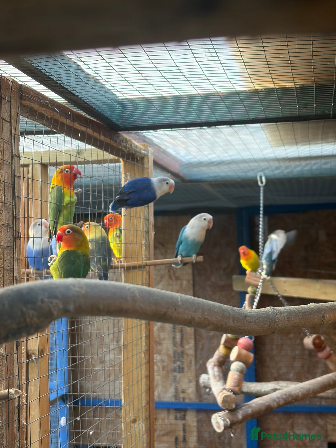 Lovebirds birds for sale: Colony of Fischer Lovebirds - Advert 2