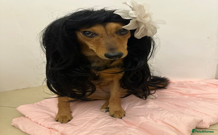 Mixed Breed dogs ❤️🐶 RAPUNZEL – 1 year old gentle model❤️🐶 - Advert 1