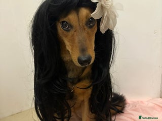 Mixed Breed dogs ❤️🐶 RAPUNZEL – 1 year old gentle model❤️🐶 - Advert 8