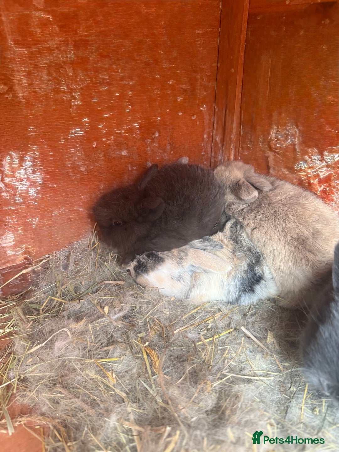 Dwarf Lop rabbits for sale: Dwalf lop babies for sale  - Advert 8