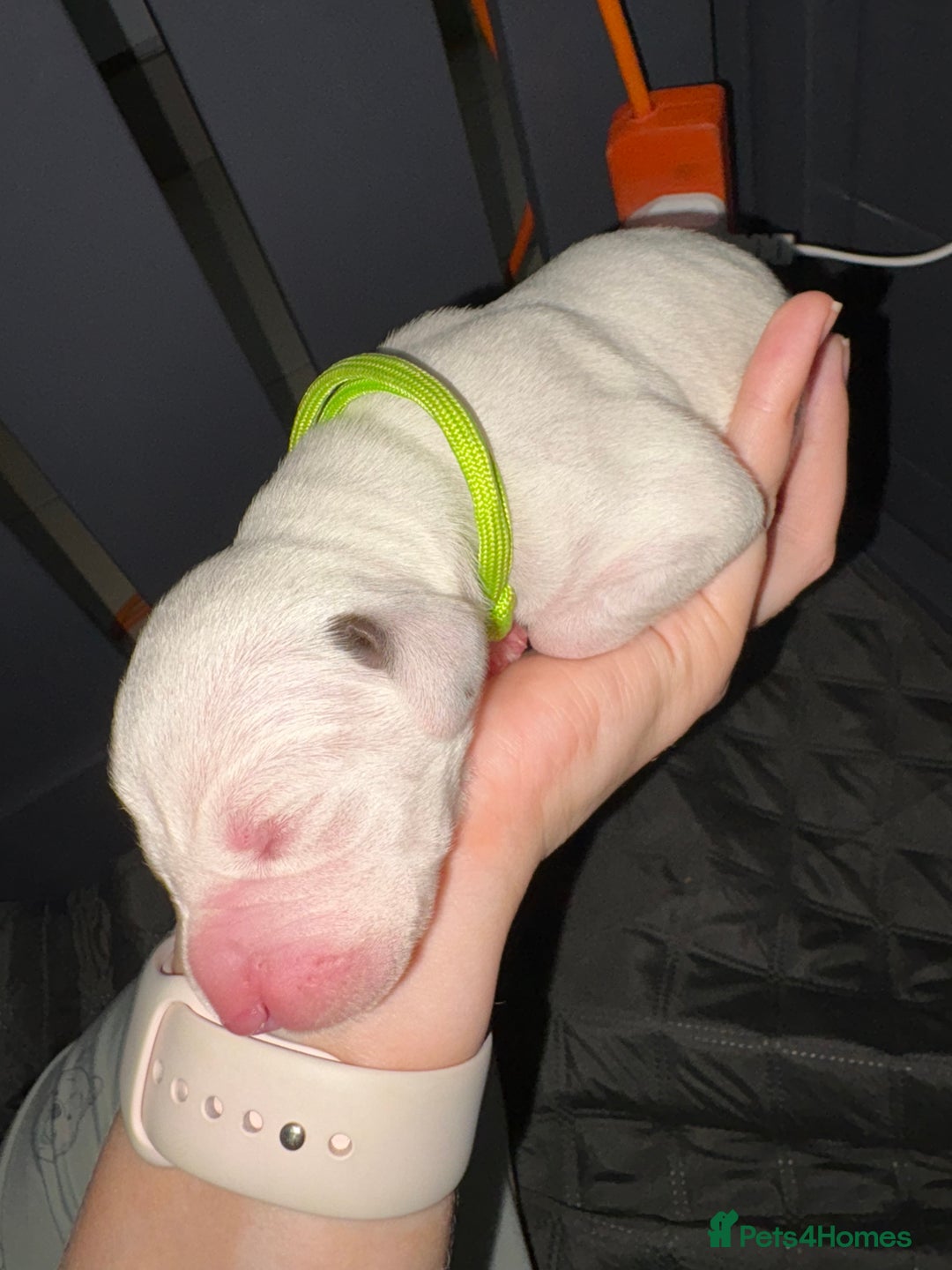 Dalmatian dogs for sale: 8 Gorgeous Dalmatian Puppies - Image 10
