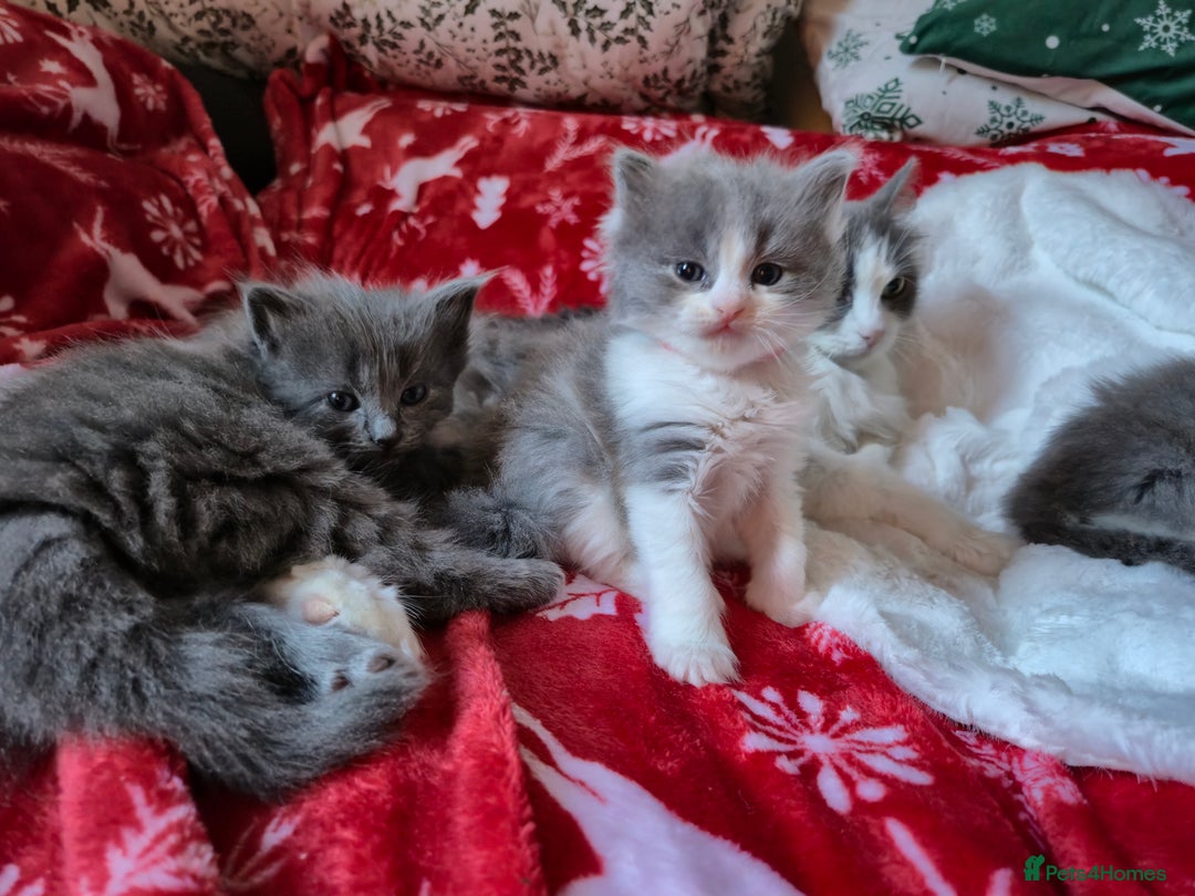 Mixed Breed cats for sale: Ragdoll x - Advert 11