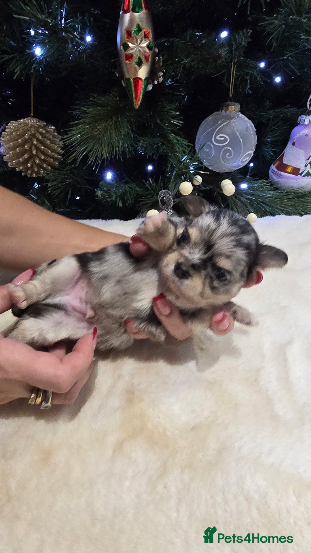 Chihuahua dogs for sale: Chihuahua puppies Russian ancestry with perfect bo - Advert 23