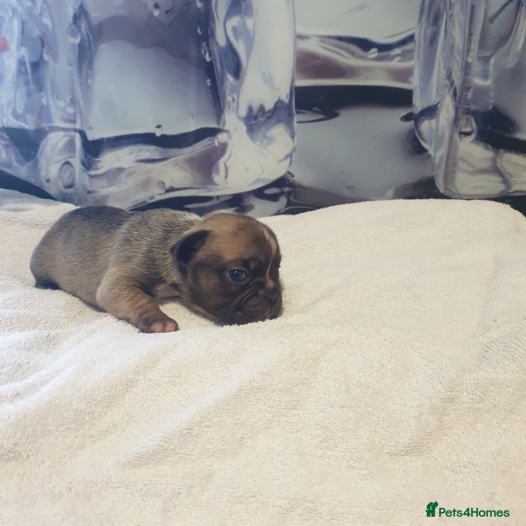 French Bulldog dogs for sale: 4French bulldog puppies 3 weeks old kc registered  - Advert 10
