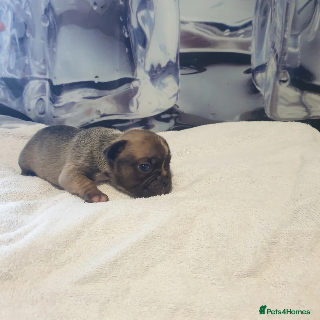 French Bulldog dogs for sale: 4French bulldog puppies 5weeks old kc registered  - Advert 11