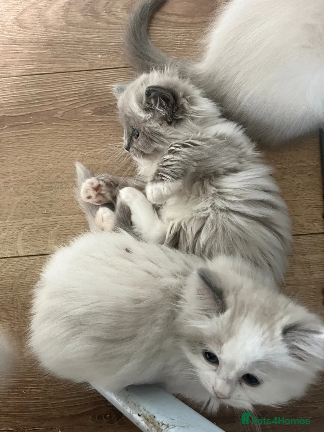Ragdoll cats for sale: Gorgeous Cherubim ragdoll kittens  - Advert 2