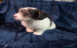 Mixed Breed dogs for sale: 3/4 spaniels 1/4 jack Russel puppy’s 🩷 - Image 9