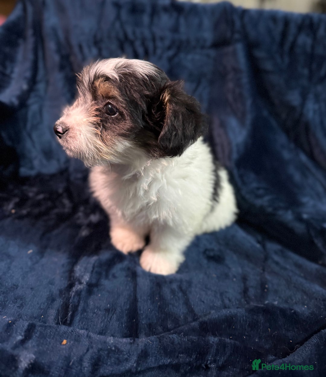 Mixed Breed dogs for sale: 3/4 spaniels 1/4 jack Russel puppy’s 🩷 - Image 9