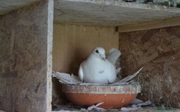 Pigeons birds for sale: White pigeons  - Image 5