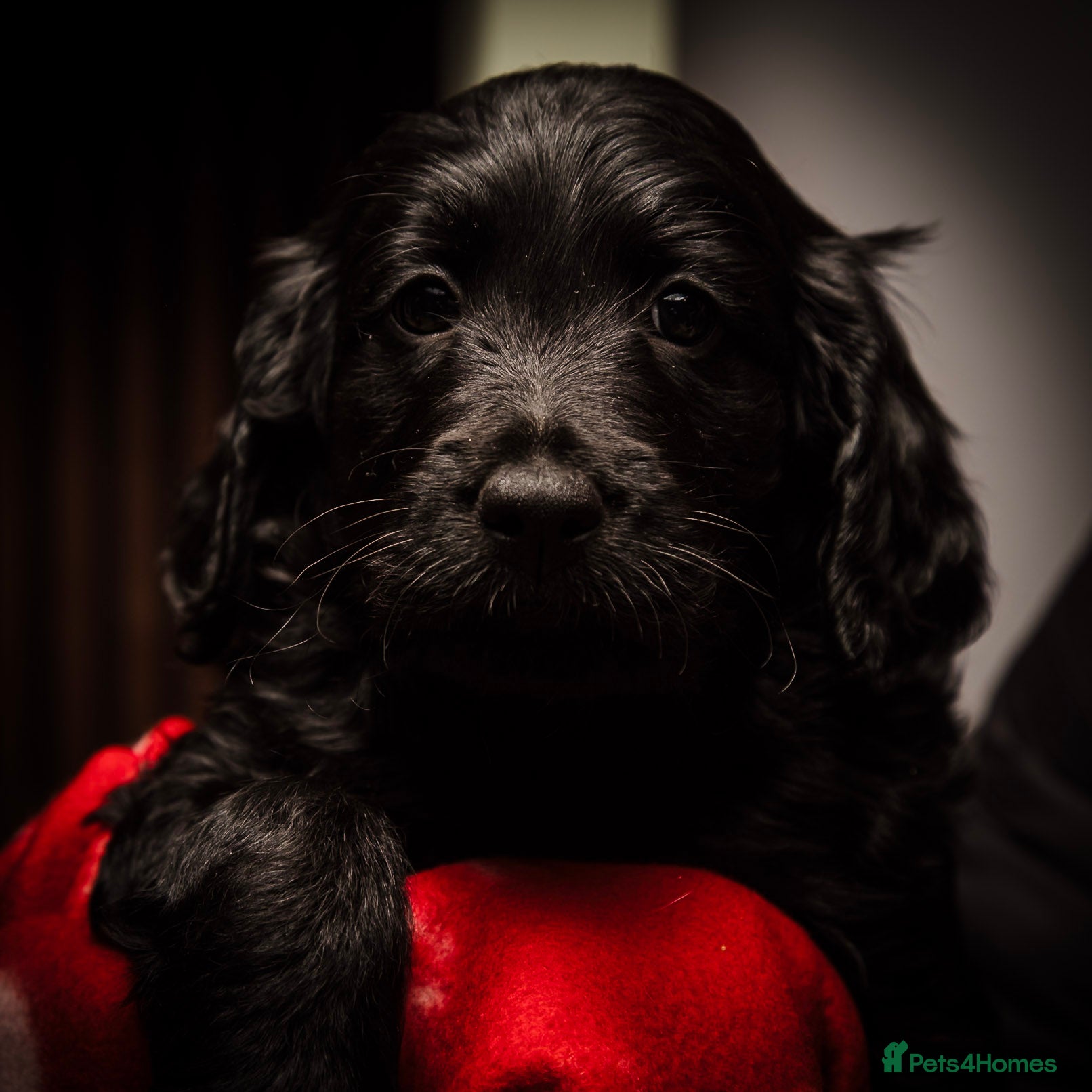 Goldendoodle dogs Health tested F1 Goldendoodle puppies  - Advert 6