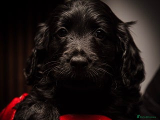 Goldendoodle dogs Health tested F1 Goldendoodle puppies - Advert 3