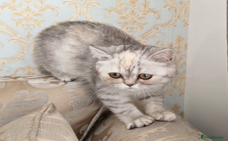 Exotic cats - Advert 1