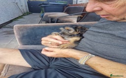 Yorkiepoo dogs for sale: Yorkie Russel poo - Image 2