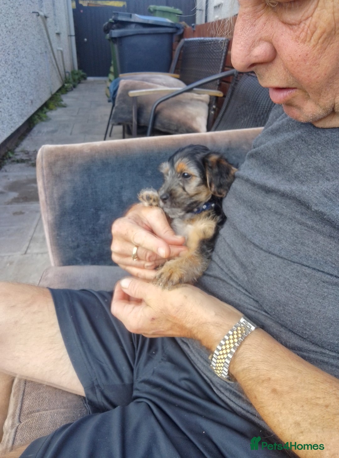 Yorkiepoo dogs for sale: Yorkie Russel poo - Image 2