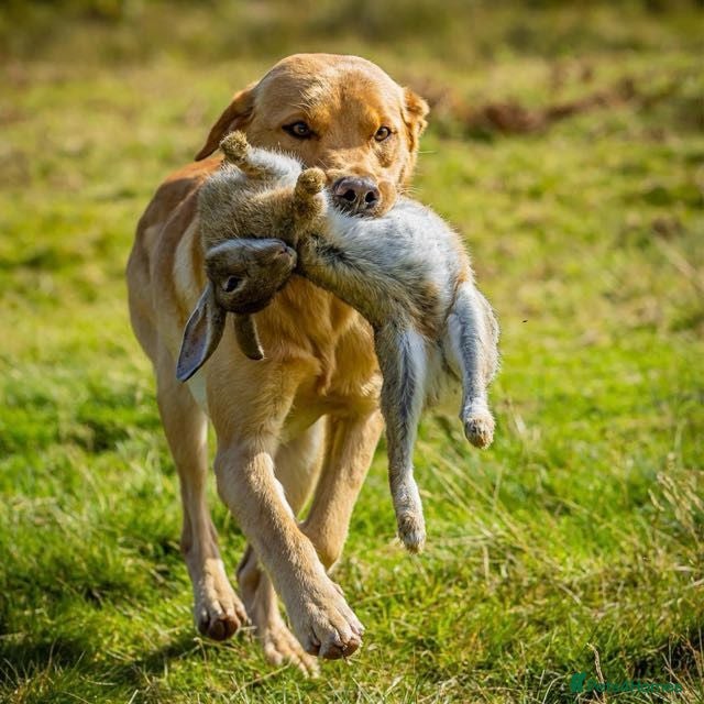 Labrador Retriever dogs Prestigious Field Trial Champion health tested KC - Advert 2